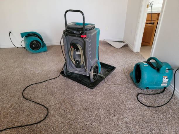 Best Mold removal after water damage  in Sullivan Gardens, TN